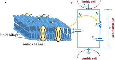 Memristive LIF Spiking Neuron Model and Its Application in Morse Code